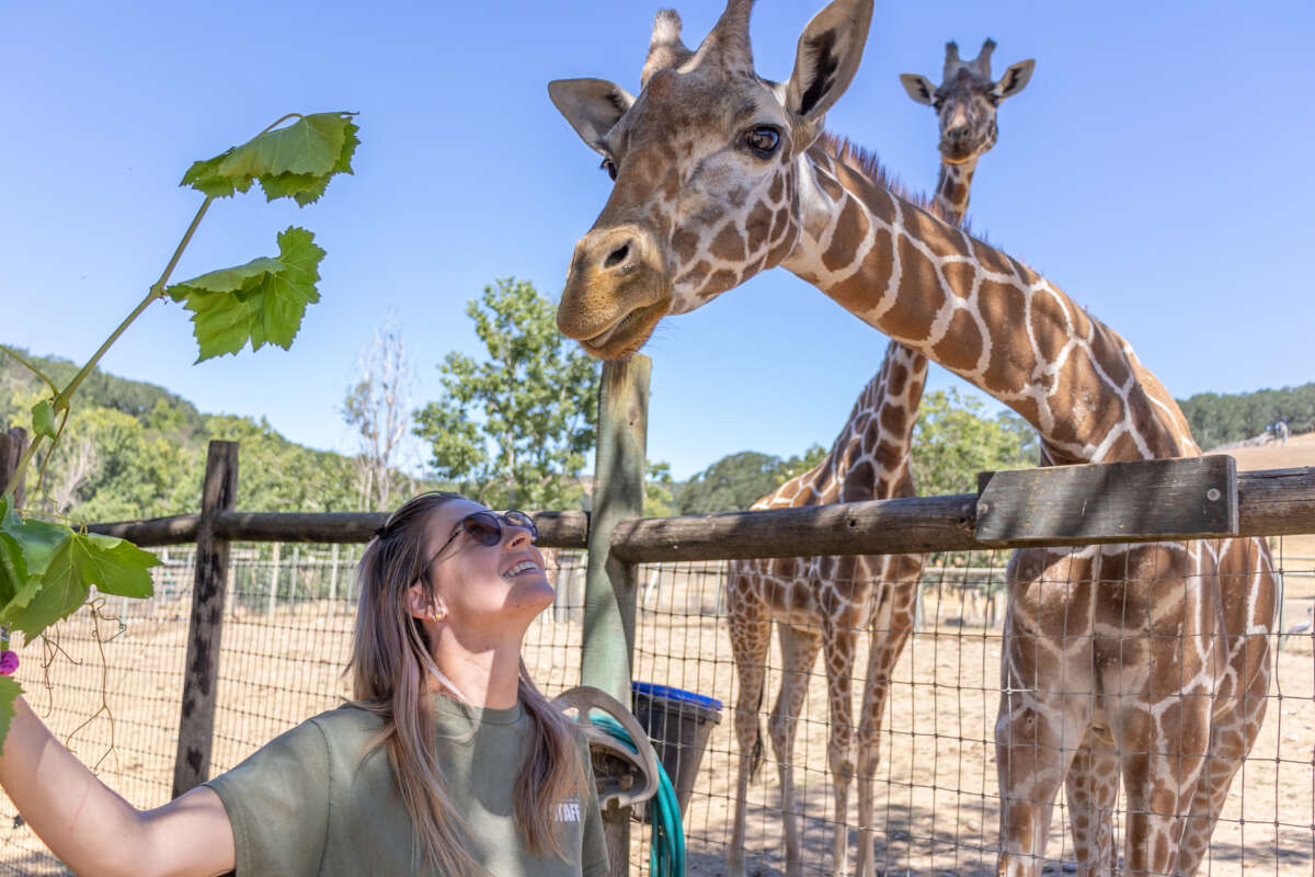 Bri with a giraffe
