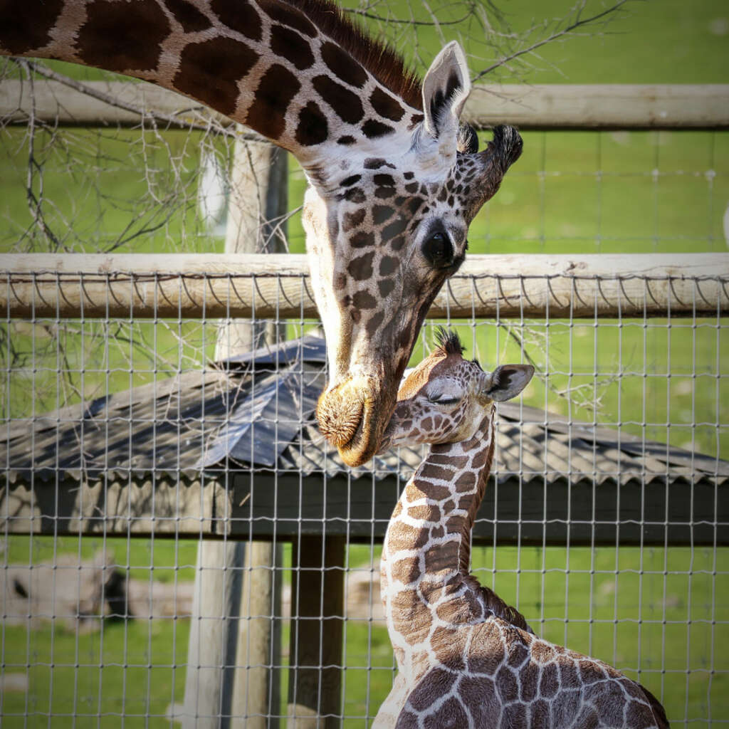 giraffe mom and baby