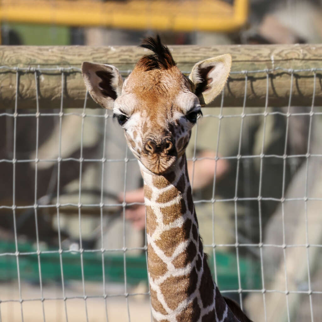 giraffe baby