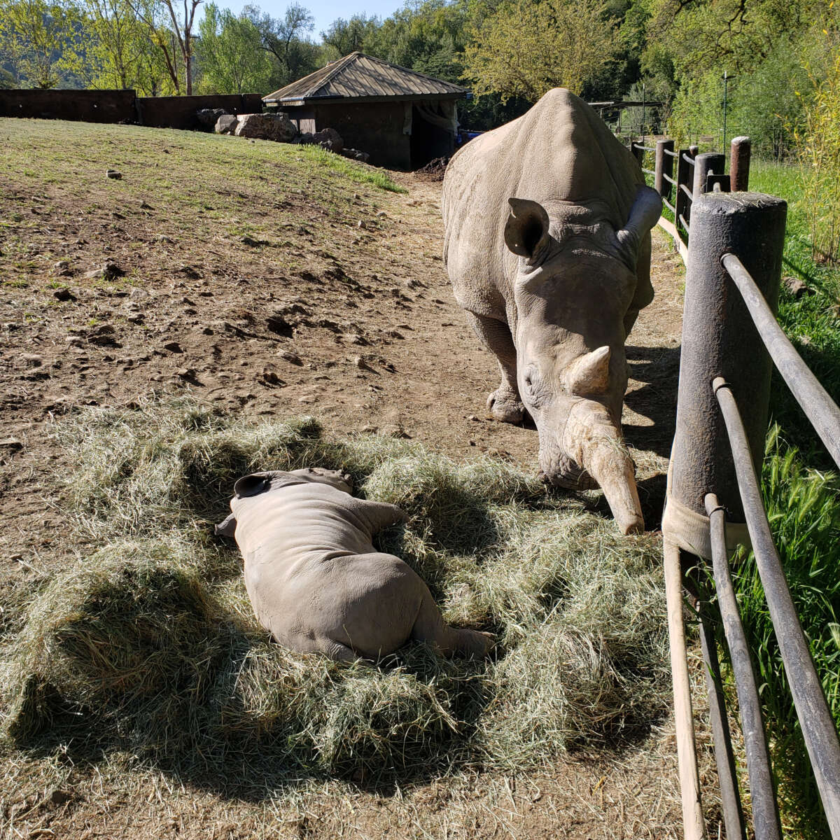 Otto the Rhino
