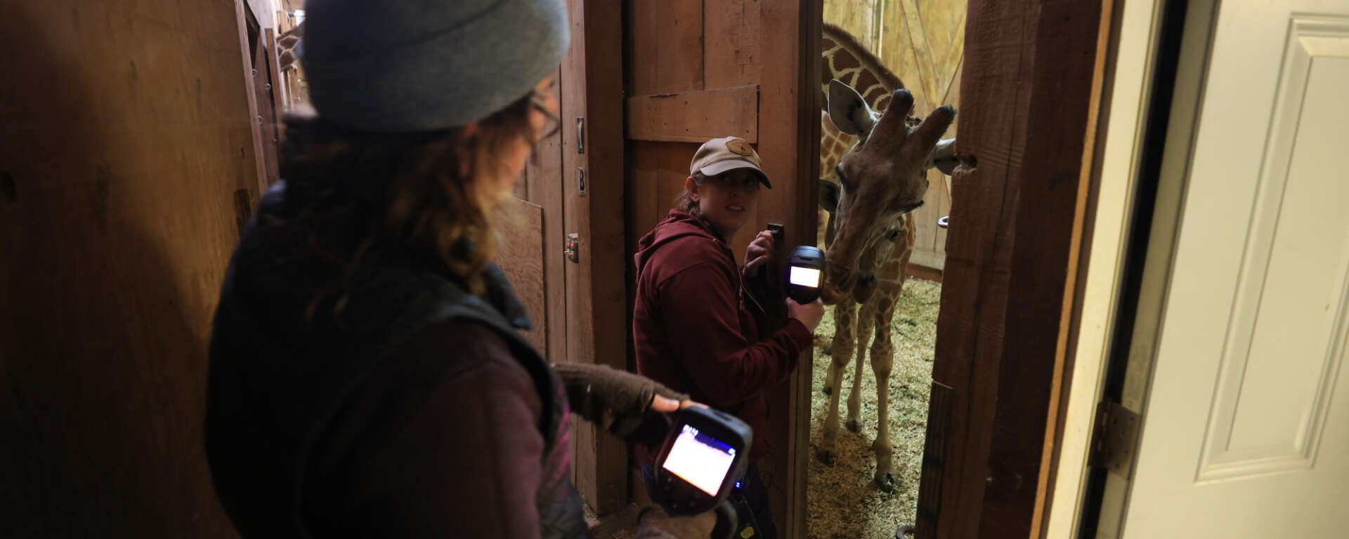 giraffe research