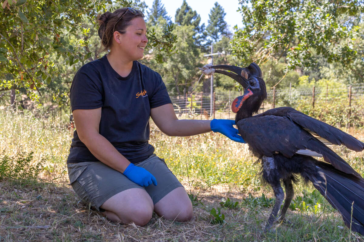 Tammy with Hornbill