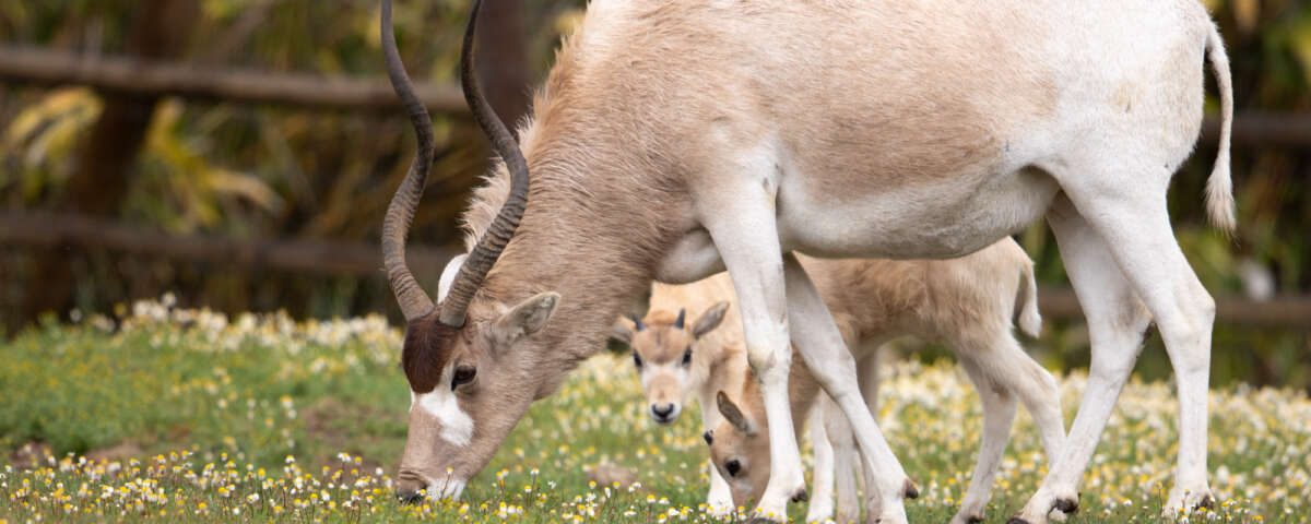 addax