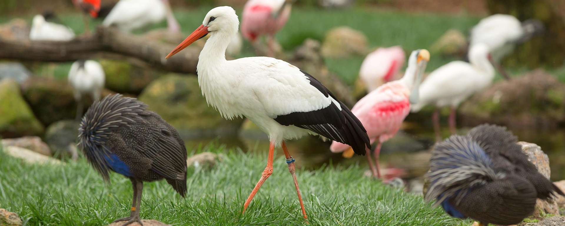 Aviary Birds