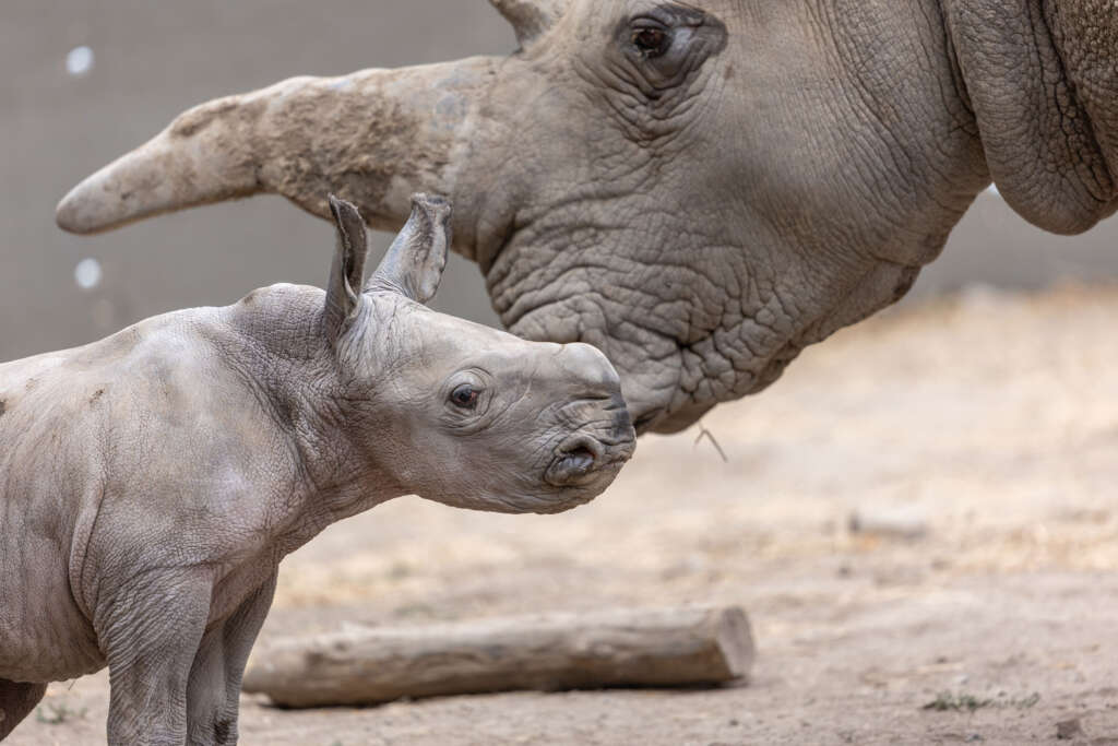 Rhino baby Ozzy and his mom, Eesha