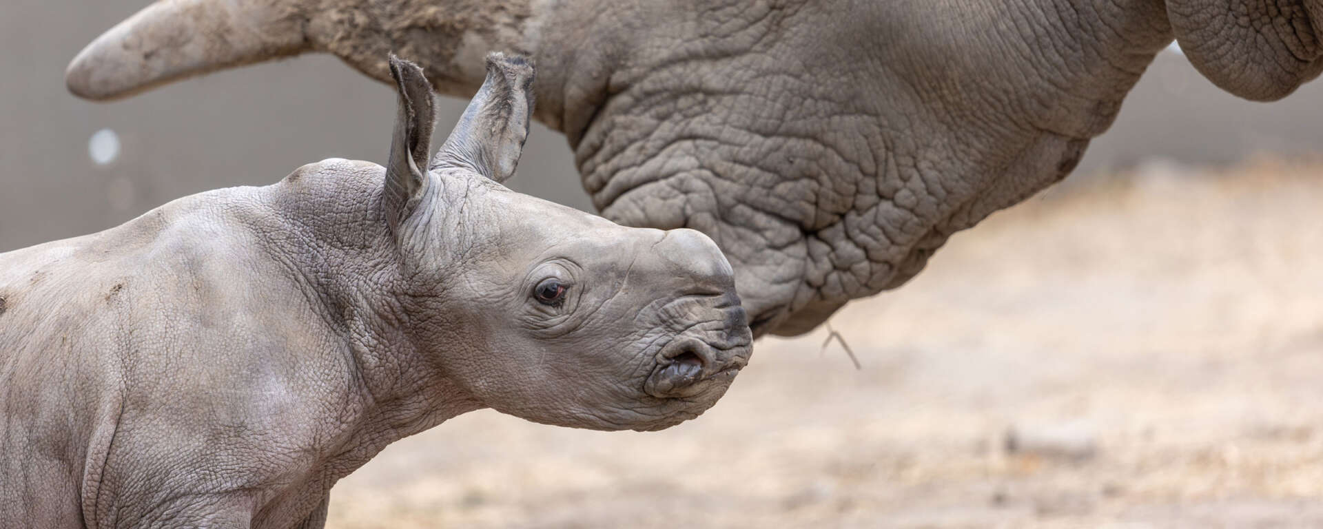 Rhino baby Ozzy and his mom, Eesha