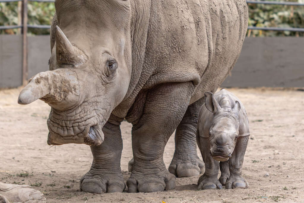 Rhino baby Ozzy and his mom, Eesha