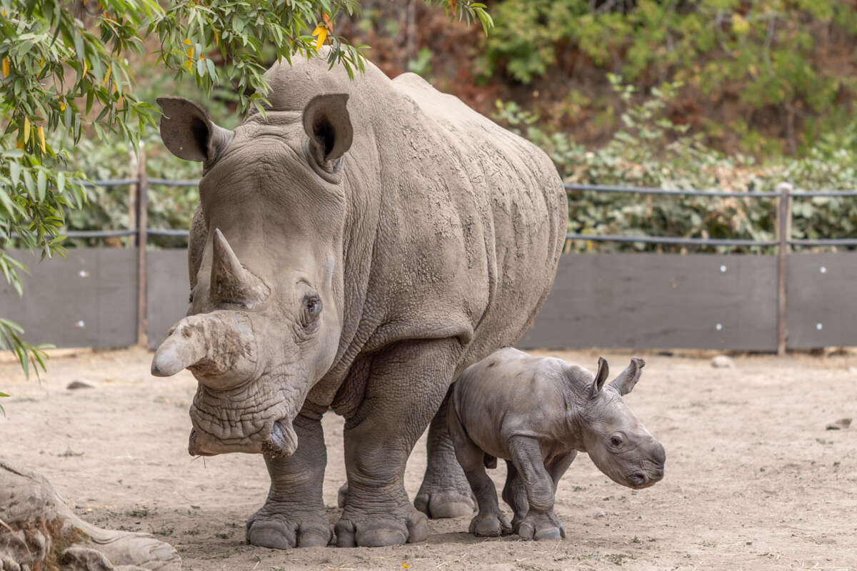 Rhino baby Ozzy and his mom, Eesha