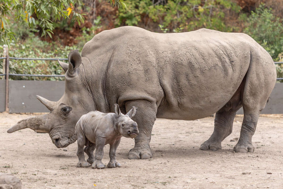 Rhino baby Ozzy and his mom, Eesha