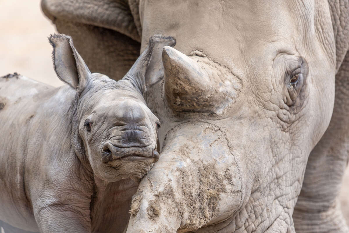 Rhino baby Ozzy and his mom, Eesha