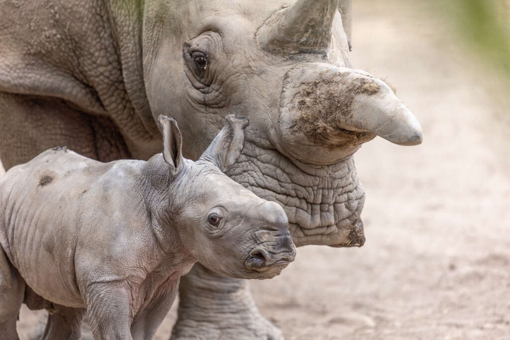 Rhino baby Ozzy and his mom, Eesha