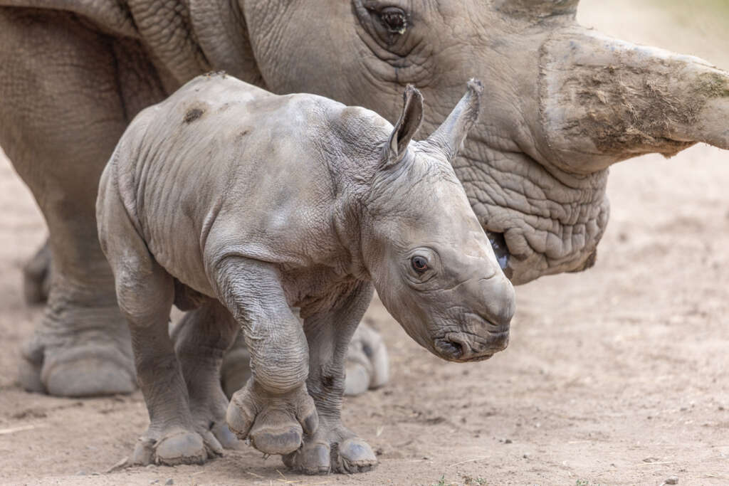 Rhino baby Ozzy and his mom, Eesha
