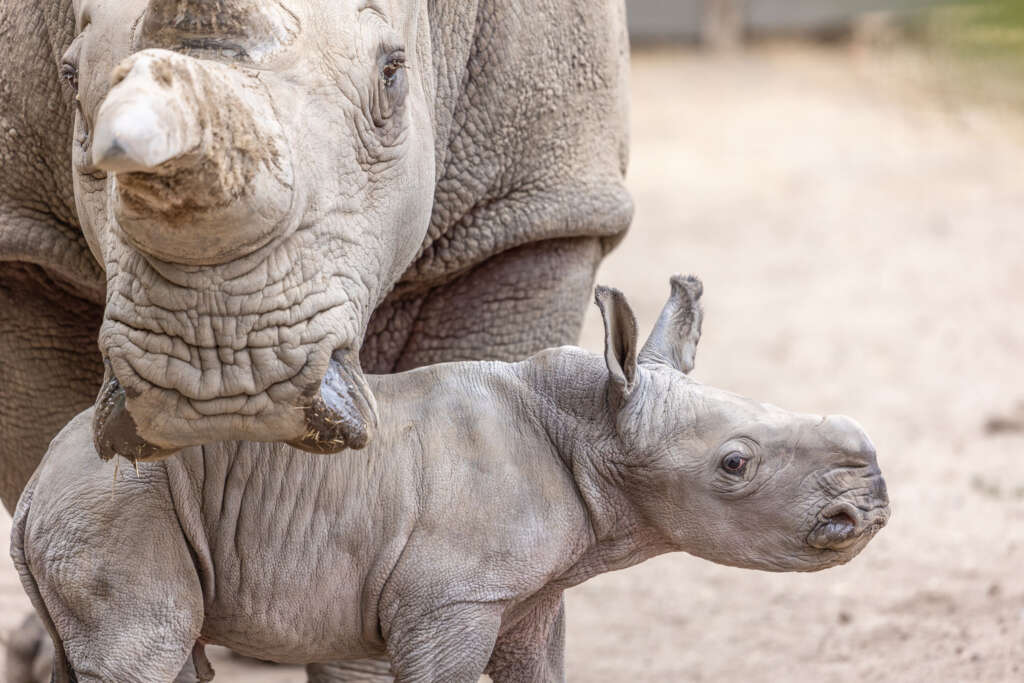 Rhino baby Ozzy and his mom, Eesha