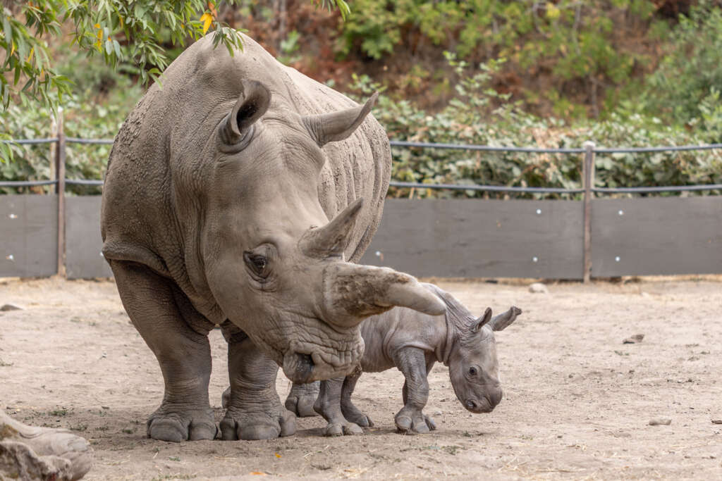 Rhino baby Ozzy and his mom, Eesha