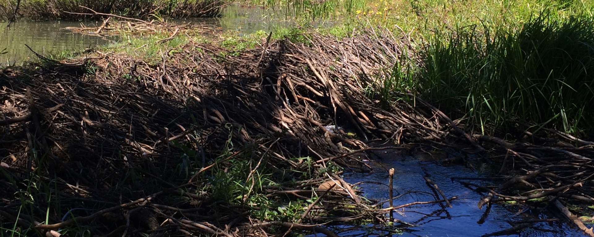 Beaver Pond