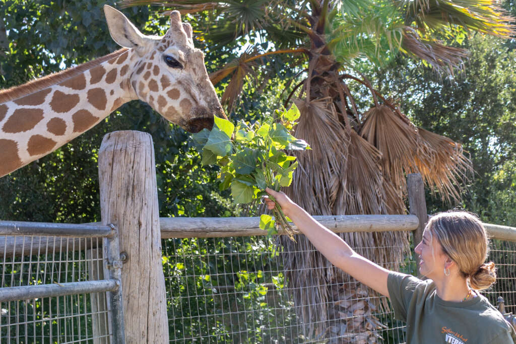 Bella and Mabel the Giraffe