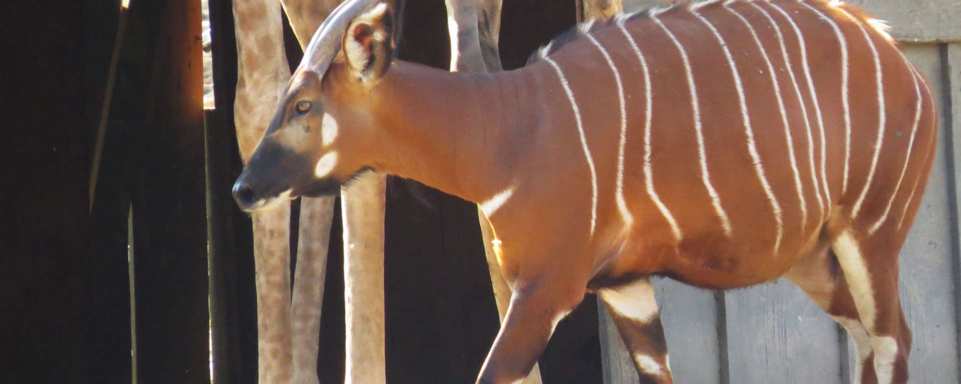 Bongo