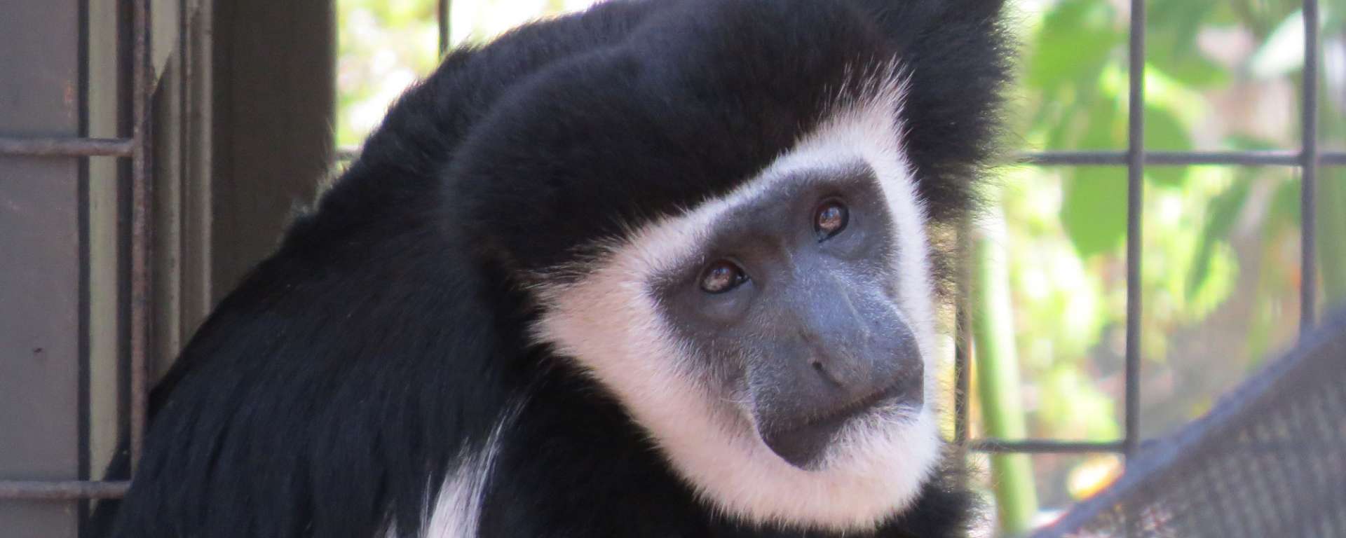 Colobus Monkey
