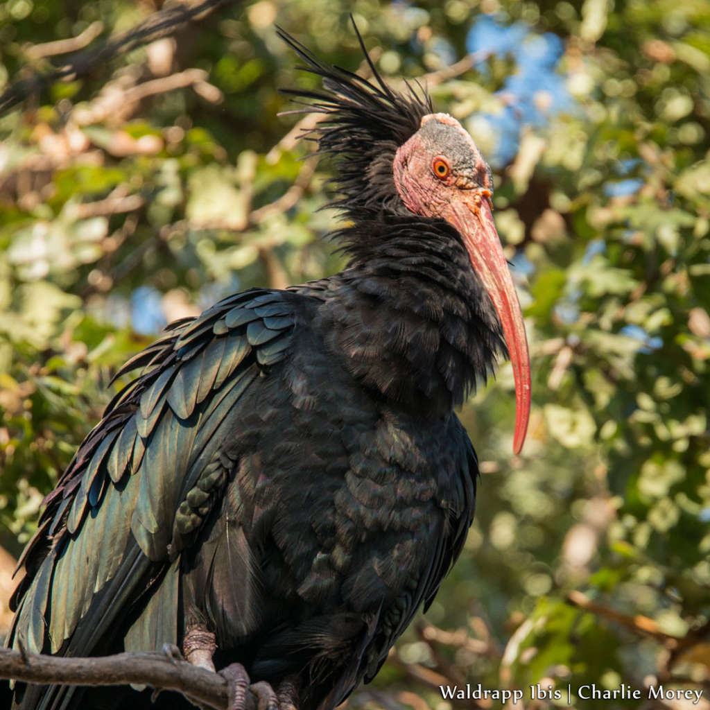 waldrapp ibis