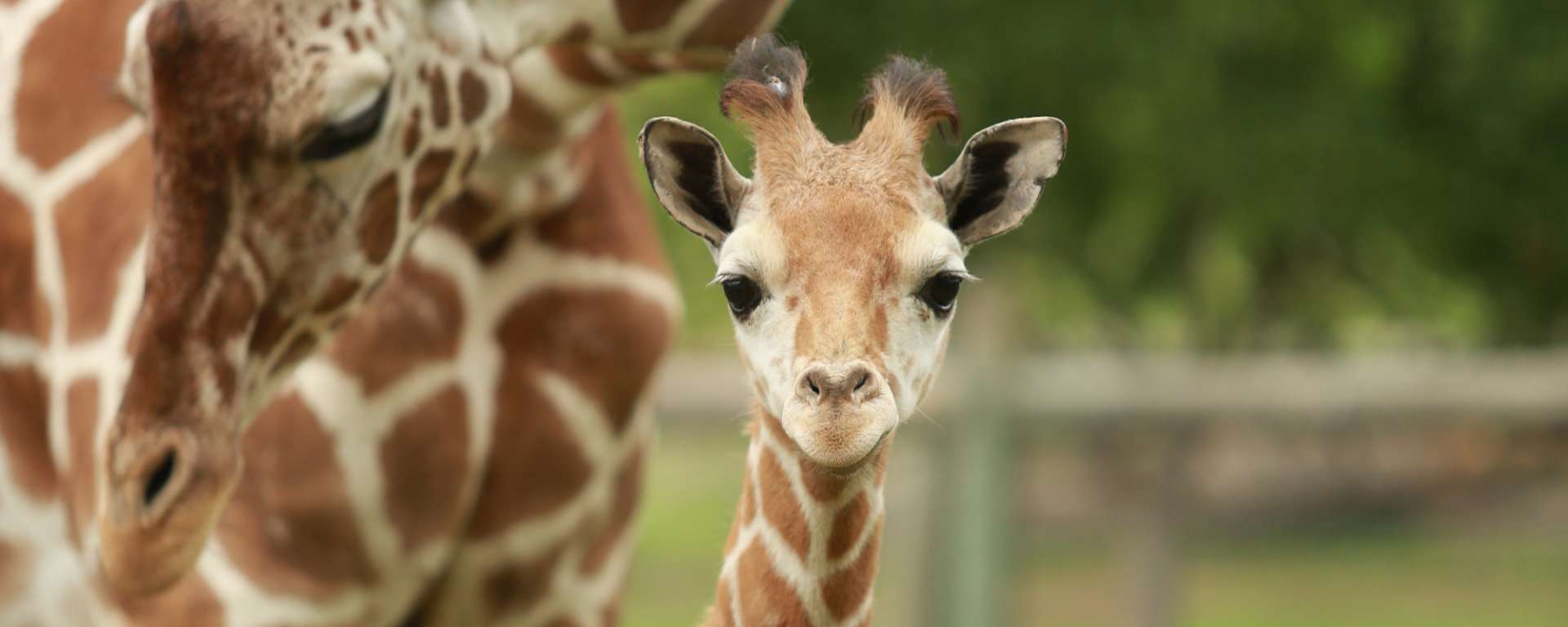 Dubs Giraffe MVP