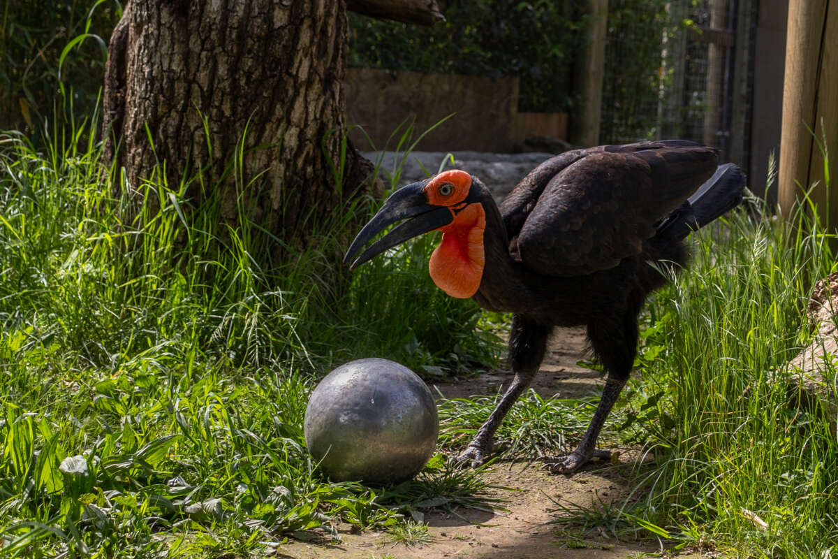 Southern Ground Hornbill