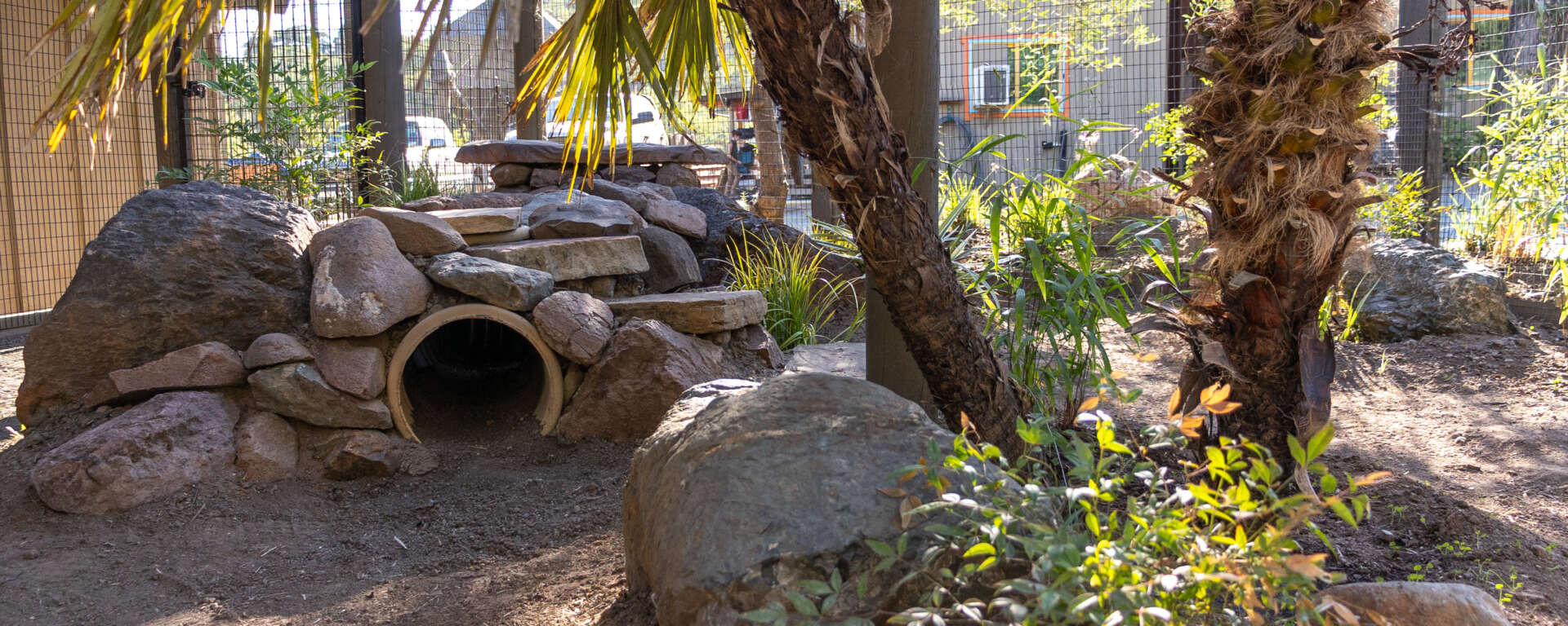 A wide angle view of the new fennec fox habitat