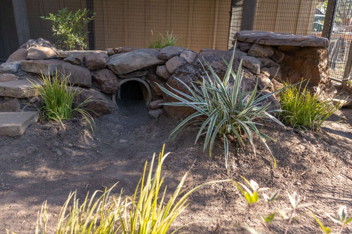 A view of some of the structures and tunnels in the new fennec fox habitat
