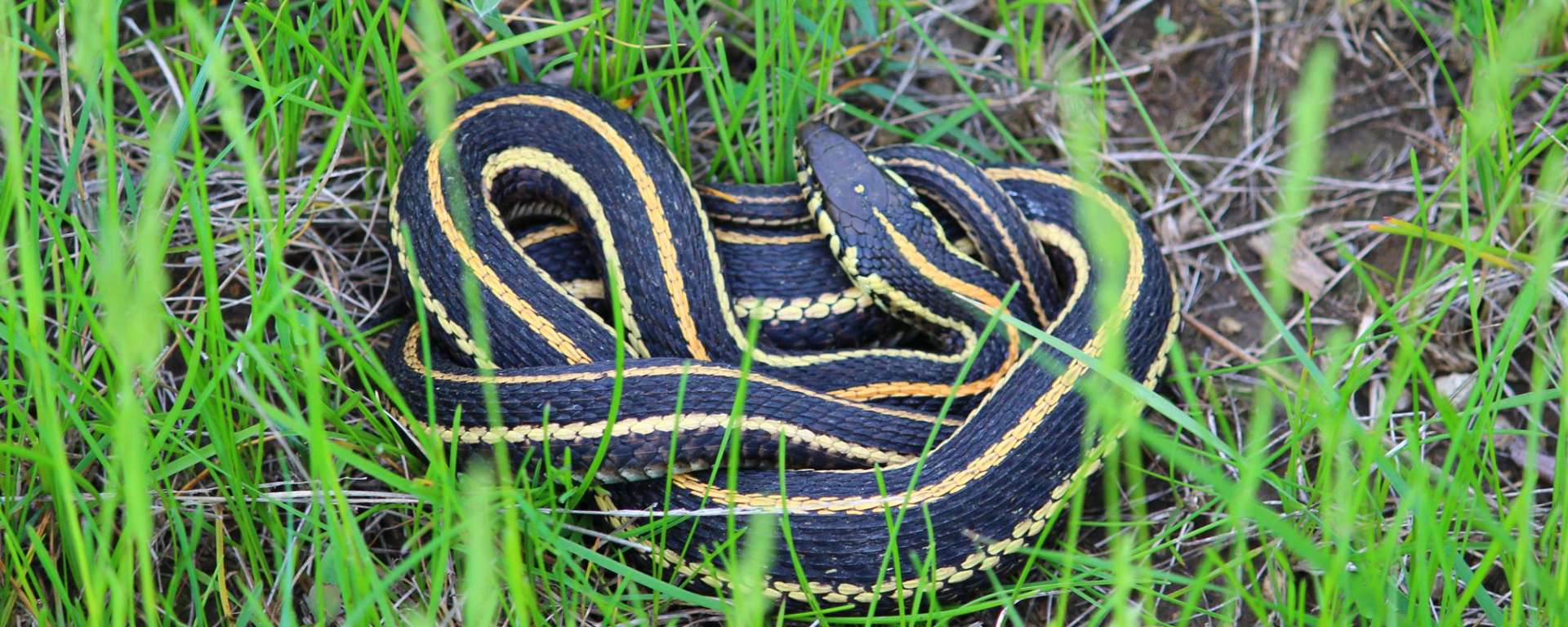 Garter Snake