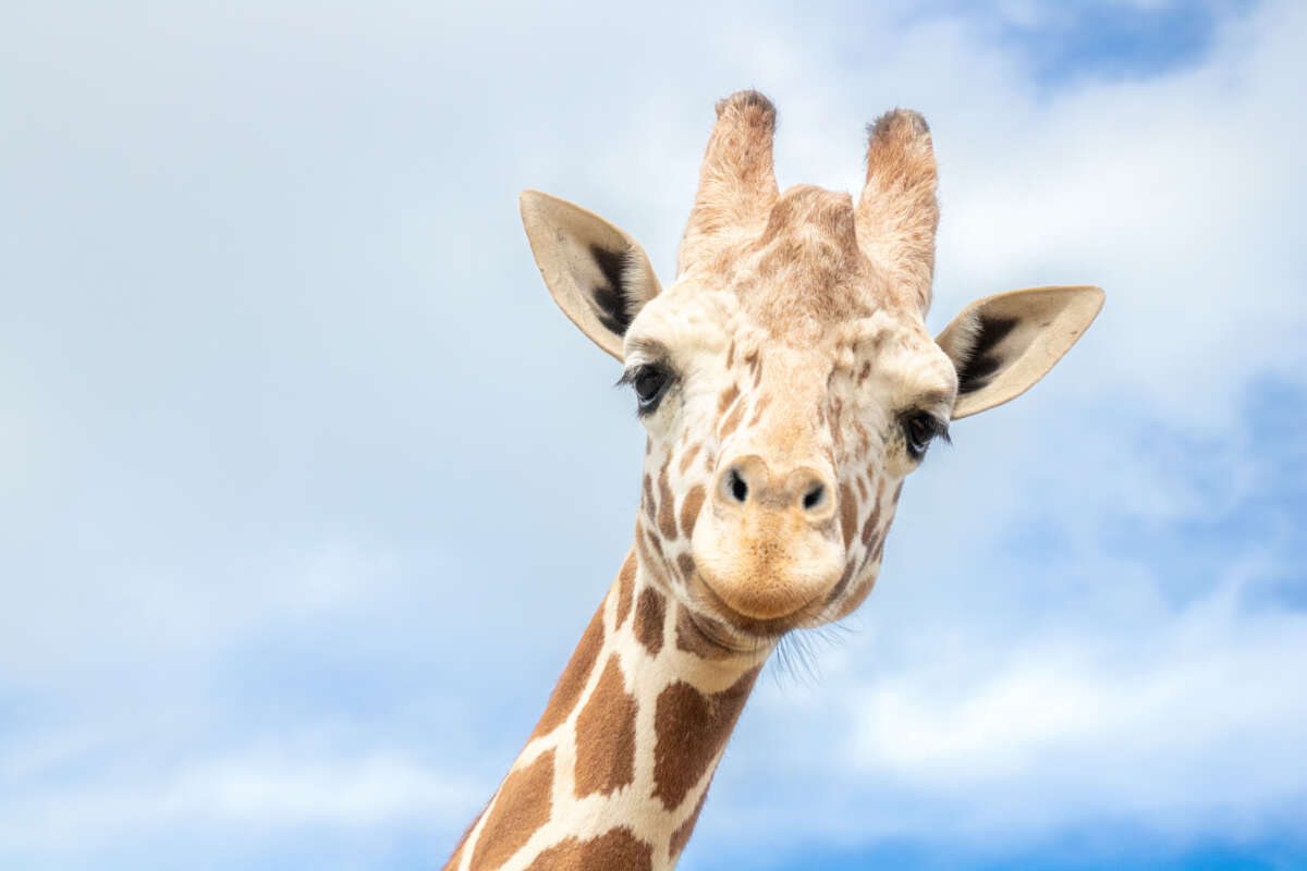 adult reticulated giraffe