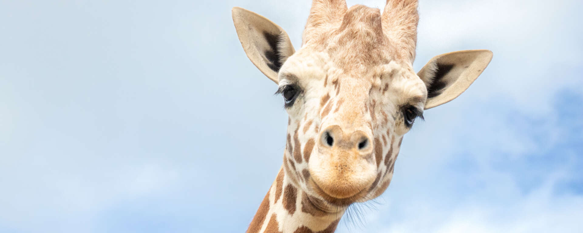 adult reticulated giraffe