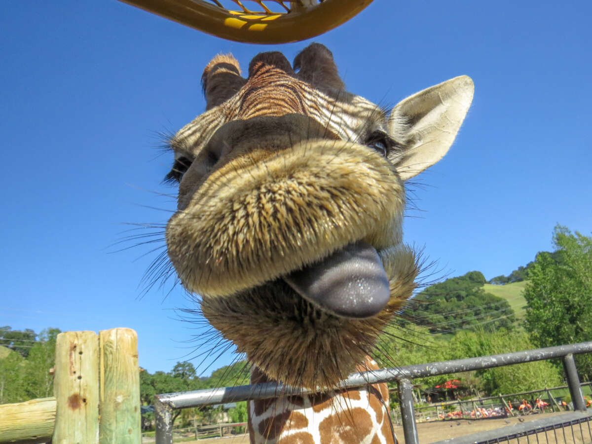 Giraffe face and tongue close up