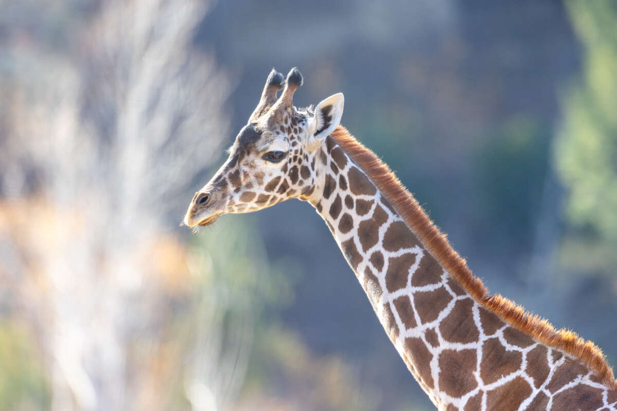 Giraffe