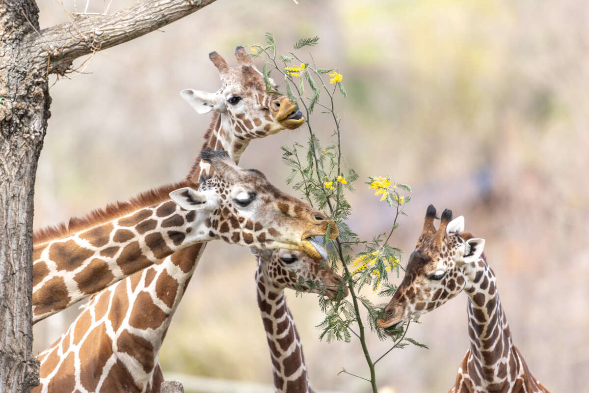 Four giraffes share a branch of food
