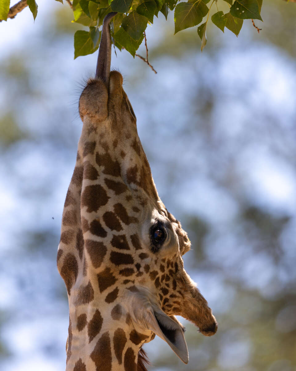 Giraffe reaching for leaves with his tongue