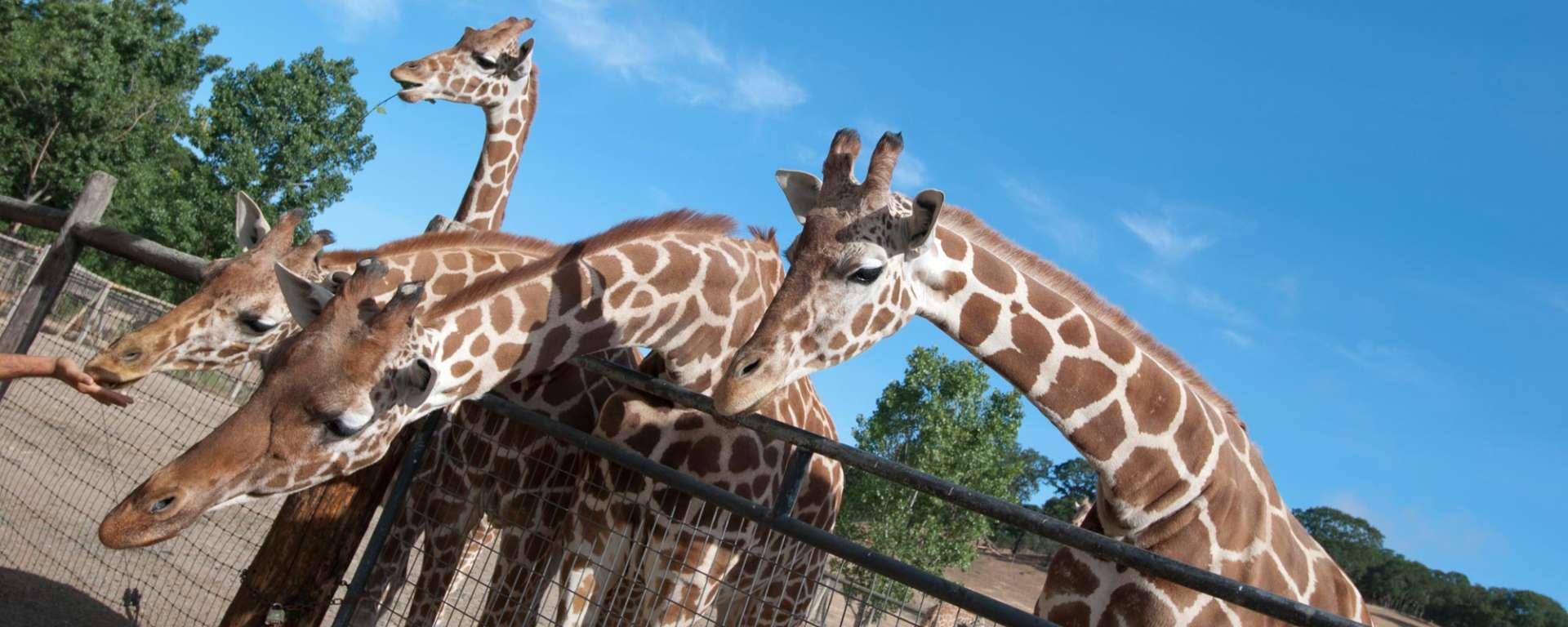 Behind the Scenes Giraffe Feeding