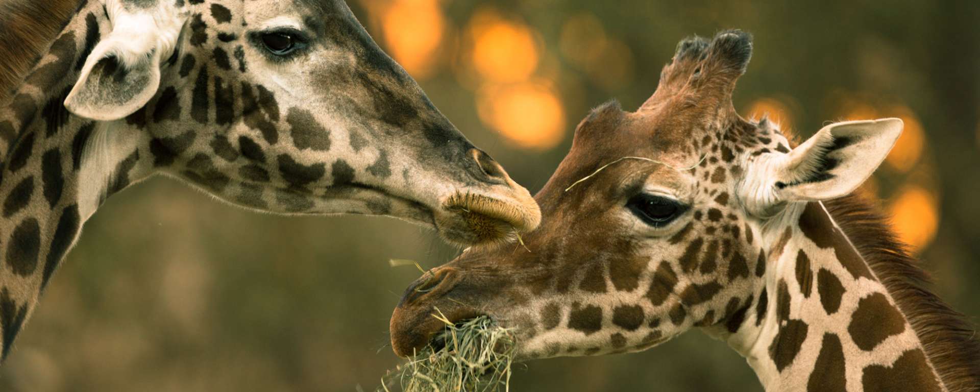Giraffes
