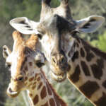 Giraffes Conservation Corner Taxonomy