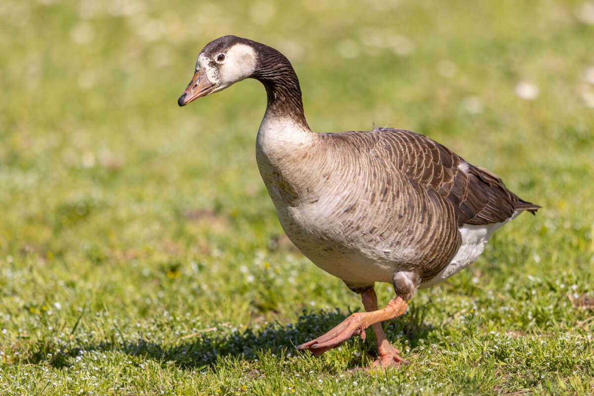 Canadian Goose Granny Goose
