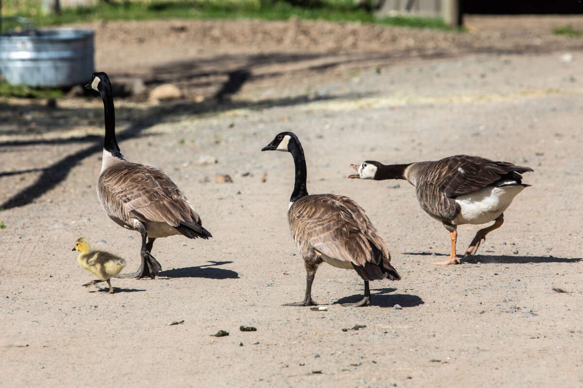 Canadian Goose