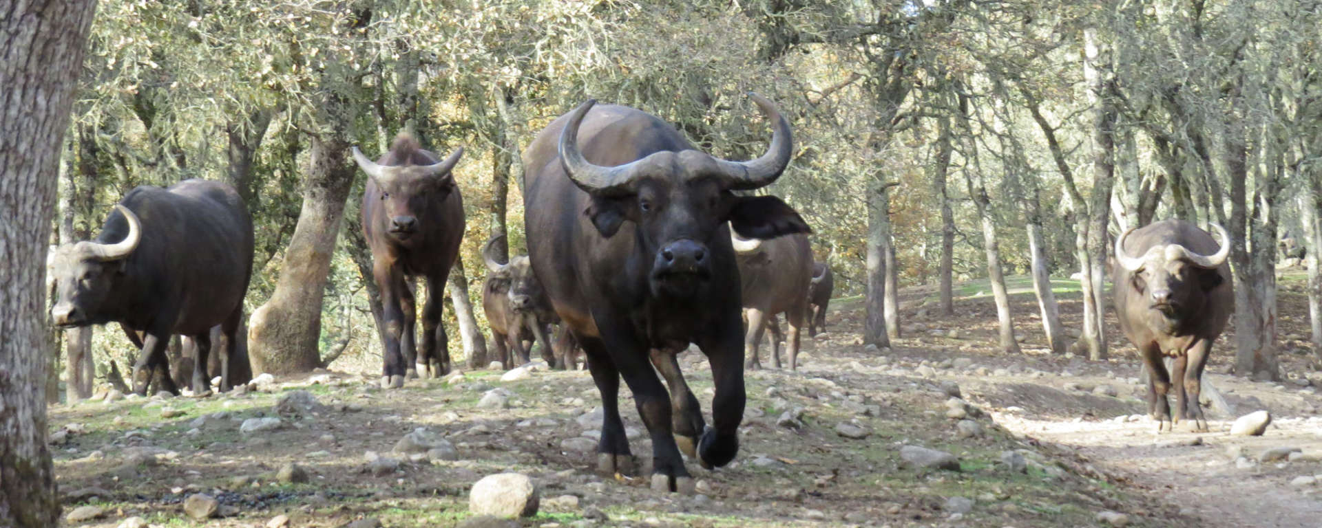 Groups Cape Buffalo