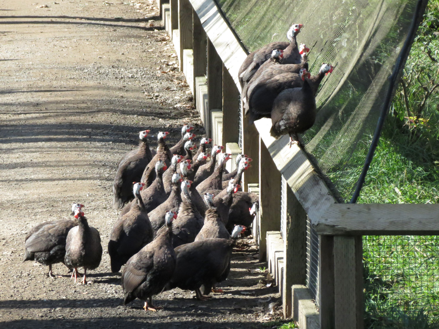 Helmeted Guinea Fowl