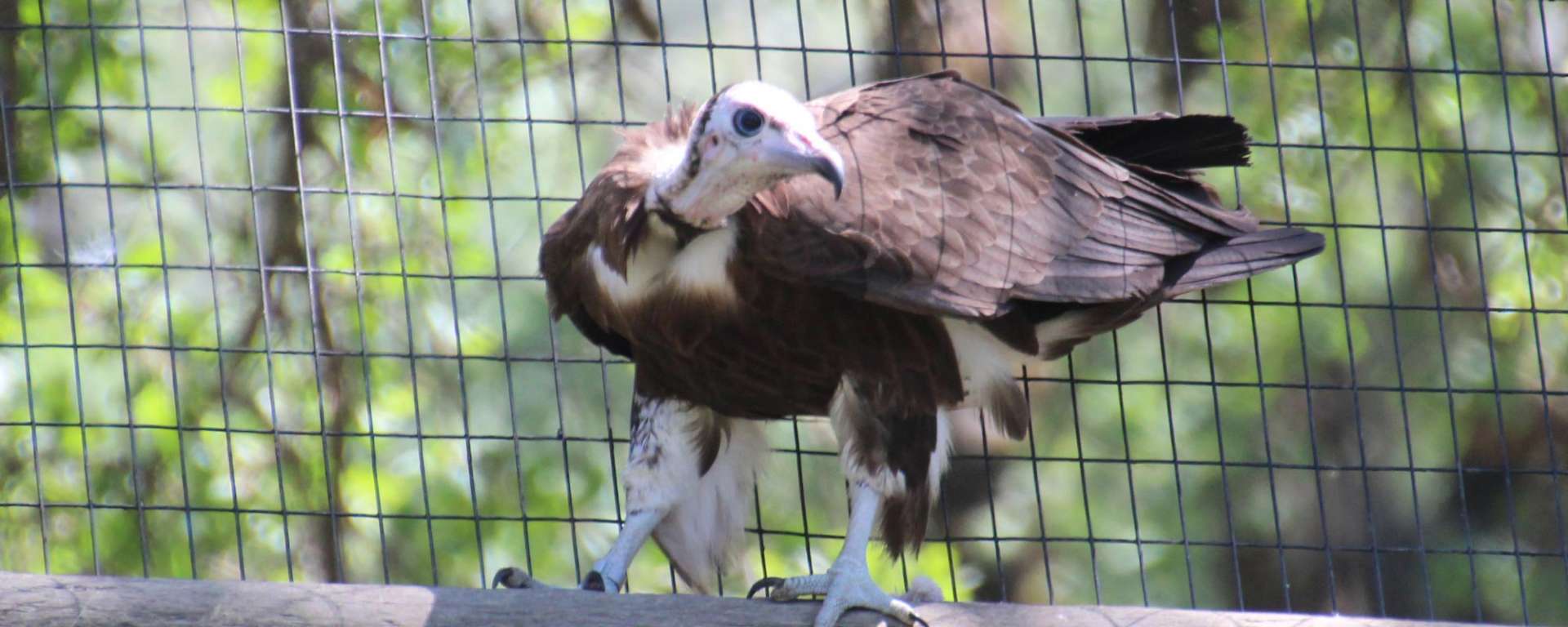 Hooded Vulture
