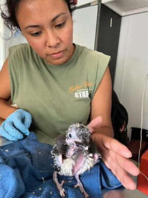 kookaburra chick