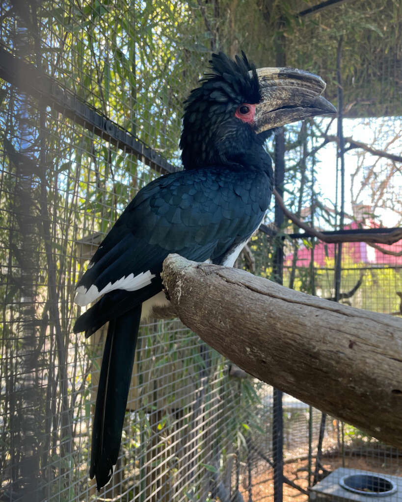 Trumpeter Hornbill