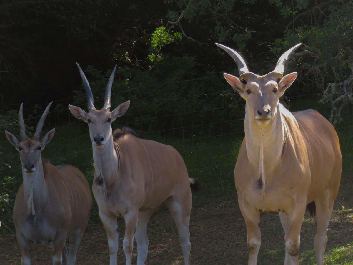 eland family