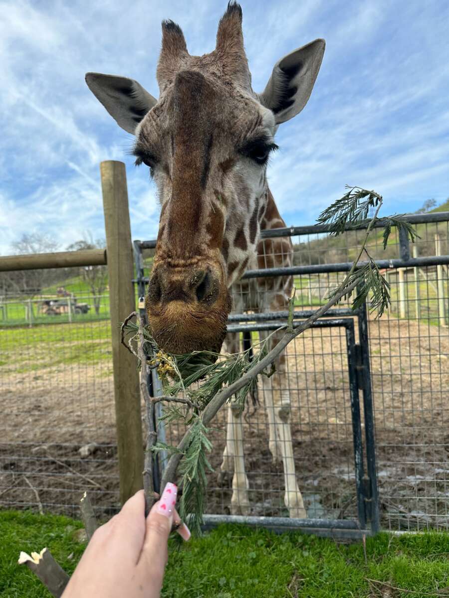 Kulula the giraffe