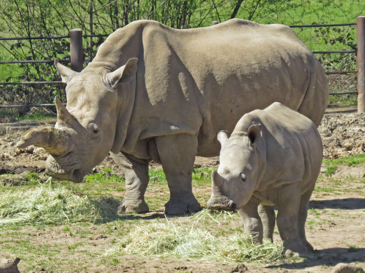 Otto the rhino