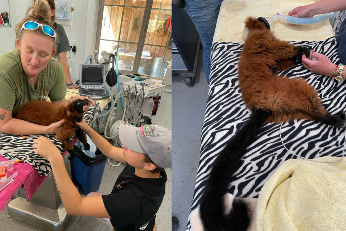 Dental Work lemur
