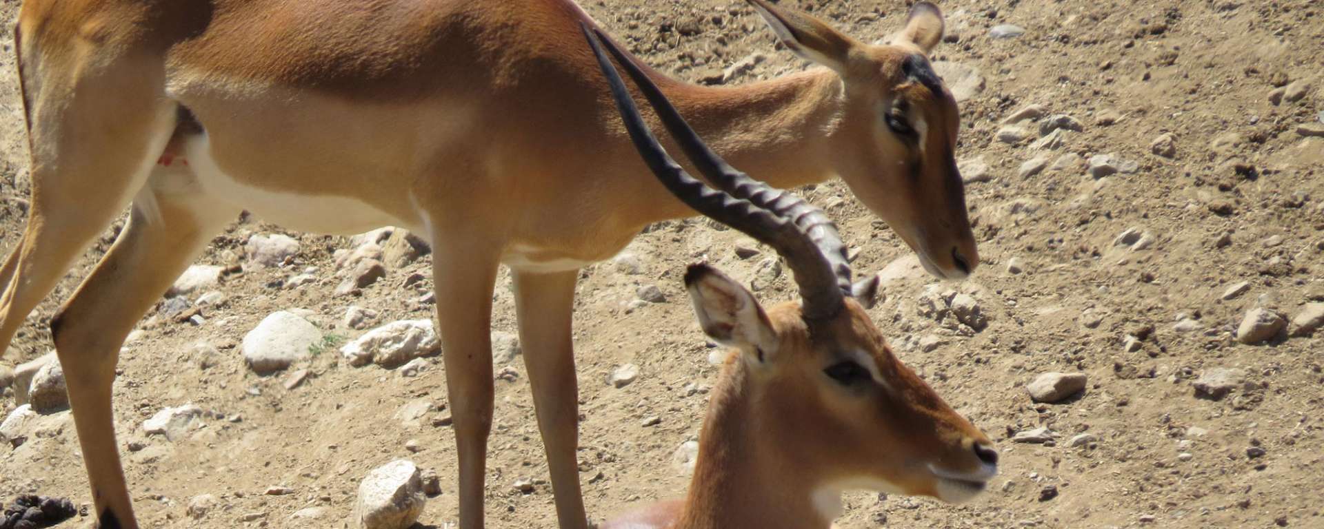 Impala