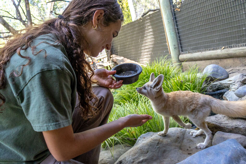Julia and Serafina the Fennec Fox